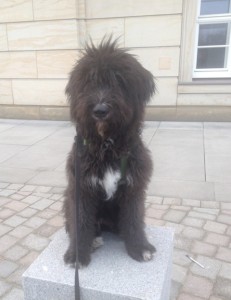 Isy - der Stressbewältigung Hund